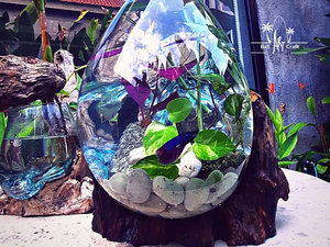 Récipients en verre Vases à fleurs pour la maison <span class=keywords><strong>Vase</strong></span> en verre nordique Terrarium Transparent Adultes avec bouteille de poisson vivant <span class=keywords><strong>Vase</strong></span> en verre - Product Image 5
