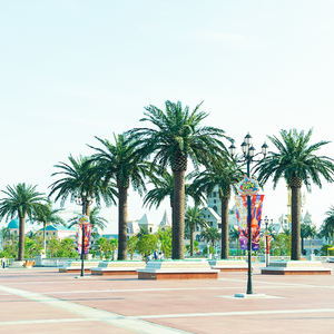 <span class=keywords><strong>Palmier</strong></span> artificiel de haute qualité pour l'extérieur, résistant aux UV, pour la décoration - Product Image 2