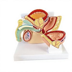Modèle Anatomique Éducatif <span class=keywords><strong>D</strong></span>étachable du Système Urologique Masculin Humain : Vessie, Prostate, Intestin et Urination - Product Image 1