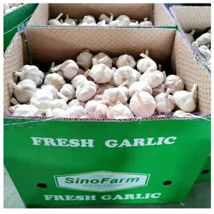 New Crop Fresh Garlic From China Normal White And Pure White Garlic For Sale From Garlic Manufacturer