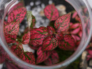 Kit de terrario DIY Premium de Marrakech, maceta de pie para suelo de campo alto, decoración interior y exterior para el hogar, jardín de guardería con - Product Image 3