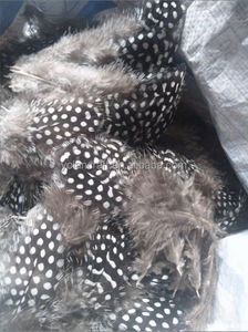 Vente en gros de plumes de faisan Petits points et gros points Plumes de guinée avec échantillon gratuit Agréable et plumeux - Product Image 6