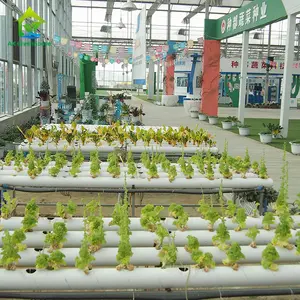 Benna olandese i sistemi di coltivazione idroponica fragola