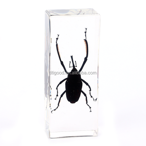 Especímenes de animales en resina para taxidermia, Artesanías de <span class=keywords><strong>insectos</strong></span> personalizadas, Insecto en resina tipo presilla, <span class=keywords><strong>Mantis</strong></span> china, Insecto en resina para pisapapeles - Product Image 3