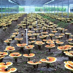 Hot bán Trung Quốc Reishi bào tử bột tường bị hỏng Ganoderma lucidum bào tử bột khô nguyên chế biến AD quá trình sấy khô - Product Image 5