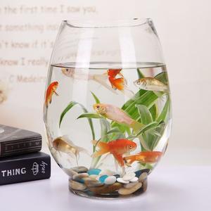 Pianta idroponica ecologica bottiglia di vetro vaso decorazione micro paesaggio drago uovo acquario ufficio soggiorno ornamenti - Product Image 4