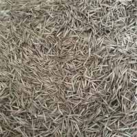 Semillas de Bambú Moso (Phyllostachys Edulis) de Suministro Directo de Fábrica para Cultivo de Plantas Artificiales