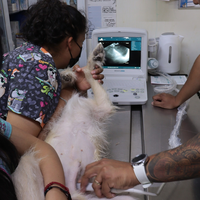 Ecógrafo Veterinario Edan DUS60 con Dos Sondas, Ultrasonido Portátil en Blanco y Negro para Animales Pequeños y Grandes, Clínicas Veterinarias y Hospitales