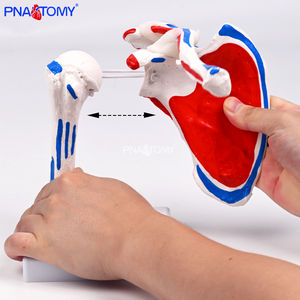 Modelo de Articulación de <span class=keywords><strong>Hombro</strong></span> <span class=keywords><strong>Humano</strong></span> de Tamaño Real con Músculos Pintados, Modelo de Articulación de <span class=keywords><strong>Hombro</strong></span> Flexible y Desmontable, Anatomía del <span class=keywords><strong>Esqueleto</strong></span> <span class=keywords><strong>Humano</strong></span> - Product Image 3