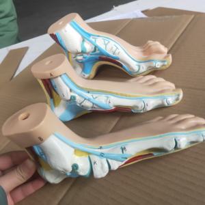 Model anatomi kaki manusia 3 buah set model anatomi kaki pengajaran medis dalam 3 buah model perbandingan kaki manusia - Product Image 3