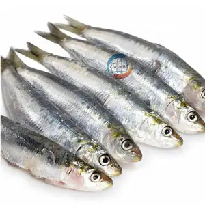 Nouvelle saison bqf lampe en vrac attrapé sardine de haute qualité pour appât en vente sardines congelées rondes entières