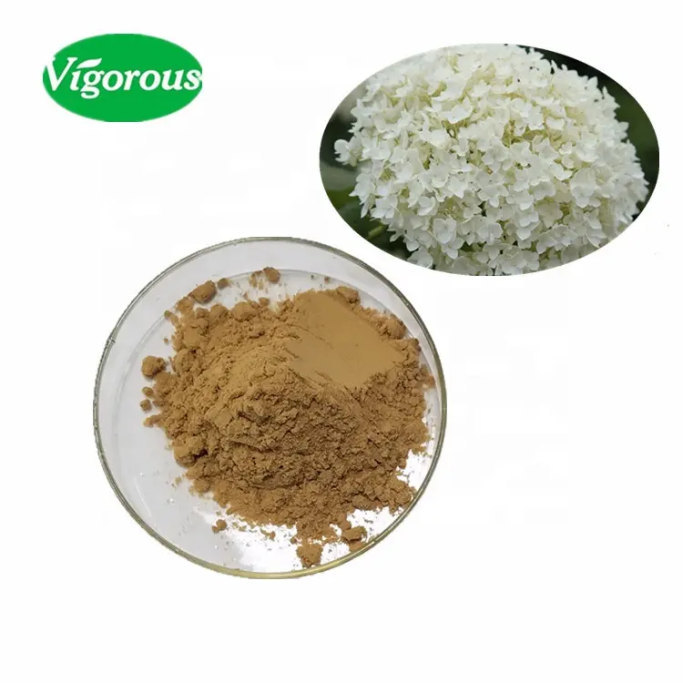 Gezondheid Gedroogde 10:1 Hortensia Arborescens Wortel Extract