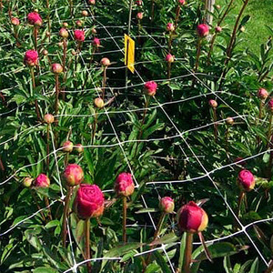 Wholesale Polyester Nylon Mesh Cucumber Net Trellis Netting for Beans <strong>Grapes</strong> Tomatoes - Product Image 3