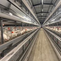 Nouvelle cage à poules pondeuses LinChuan de type H en acier galvanisé à froid, 128 poules, 4 niveaux, 4 portes, garantie Hebei de 7 ans