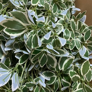 LE-417 85cm Branche artificielle de Schefflera à feuilles variées effet parapluie, tige de verdure pour remplissage vert DIY - Product Image 5