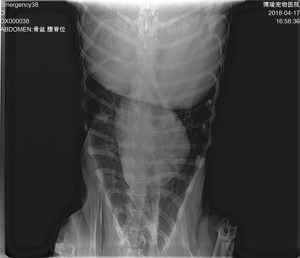 Macchina Radiografica Veterinaria Portatile di Alta Qualità 5kW per Ortopedia, Torace e Colonna <span class=keywords><strong>Lombare</strong></span> - Product Image 4