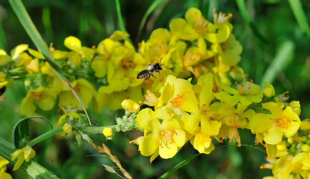 كبسولة مستخلصات زهور Mullein نقية من شركة تصنيع المعدات الأصلية ، مسحوق استخراج Mullein للرعاية الصحية ، مكملات عشبية ، كبسولة استخراج أوراق Mullein