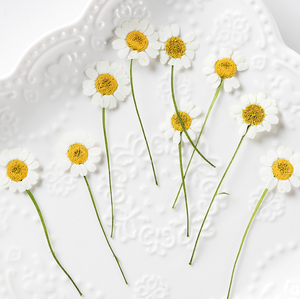 Flor de Manzanilla Seca Prensada <span class=keywords><strong>Real</strong></span> con Tallo, Especímenes de Flores Naturales en Resina Epoxi para el Día de la Madre y Navidad - Product Image 6