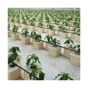 Nhựa hydroponics Hà Lan xô hoặc BATO xô hệ thống