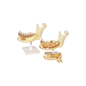 Modelo magnificado de dientes menentes y dientes molares, 50108,03 - Product Image 1