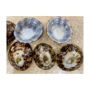 หอยทาก limpet สวยงามขนาด5ซม. ขนาด5-7ซม. มีสินค้าในสต็อกเปลือกงานฝีมือสำหรับงานเทศกาล - Product Image 3