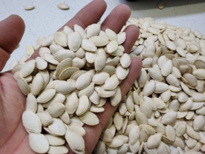 Semillas de Calabaza Blanca como la Nieve Golden Harvest, 10 cm, de Mongolia Interior, Crudas y Secas, de Grado Alimenticio - Product Image 2