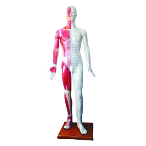 Ada ชุดฝังเข็ม PVC ดีลักซ์ทางการแพทย์178ซม. และ84ซม. สำหรับการฝึกและสอนกายวิภาคศาสตร์ - Product Image 5