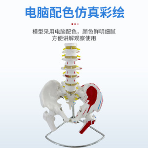 Coloration naturelle des muscles des grandes ceintures vertébrales et des ceintures pelviennes ; points d'origine et d'insertion musculaire ; lombaires - Product Image 3