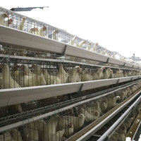 Kit modulaire de cages automatiques pour poules pondeuses, type A, pour 3000 poules, solution pour l'élevage en batterie au Nigeria, facile à gérer