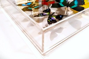 Grosir kualitas tinggi dipasang kupu-kupu berbingkai menampilkan selubung akrilik untuk koleksi - Product Image 5
