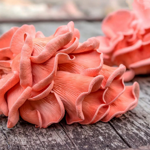 Kit de jardin de bloc de fructification de champignon <span class=keywords><strong>d</strong></span>'huître biologique de Style campagnard récoltant l'état suspendu pour les <span class=keywords><strong>jardins</strong></span> gastronomiques - Product Image 6