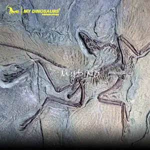 V Early Bird Archaeopteryx Skeleton Specimen