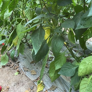 ฟิล์มคลุมด้วยหญ้าแบบมีไมค์50ไมครอนย่อยสลายได้ทางชีวภาพ<span class=keywords><strong>แตงโม</strong></span>สำหรับงานเกษตร - Product Image 5