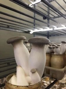 Detan nhà máy Trung Quốc Đóng chai trồng trọt xuất khẩu Trung Quốc Kỳ Lạ pleurotus eryngii Vua hàu nấm giá - Product Image 2