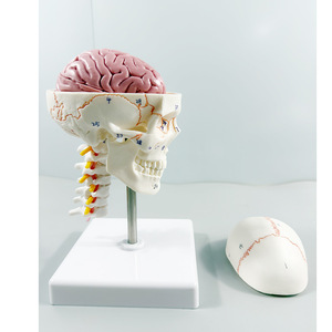 Modelo de cráneo humano coloreado SCIEDU, modelo de cráneo coloreado 1/2, diadema digital blanca, <span class=keywords><strong>banda</strong></span> para columna cervical, cerebro - Product Image 1
