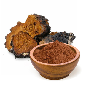 Amostra Grátis de Extrato de Cogumelo <span class=keywords><strong>Chaga</strong></span>, Pó de Extrato de Cogumelo <span class=keywords><strong>Inonotus</strong></span> <span class=keywords><strong>Obliquus</strong></span> - Product Image 2