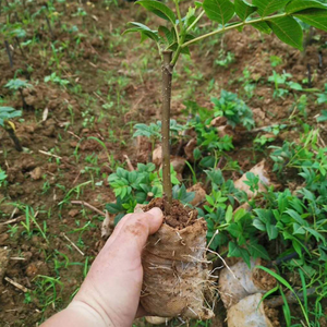 Sacs de culture écologiques en non-tissé biodégradable, pots de pépinière pour la croissance des plantes, taille personnalisée blanche - Product Image 6