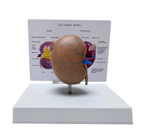 Modelo Anatómico de Riñón de Gato en PVC para Ciencias Médicas, Modelo de Órgano Anatómico <span class=keywords><strong>Animal</strong></span> - Product Image 3