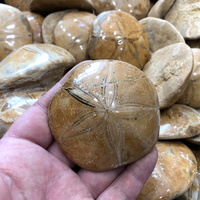 Madagascar Pierre Naturelle Poli Mer D'échinoïdes Étoile Spécimen Étoile De Mer Fossiles Pour La Décoration