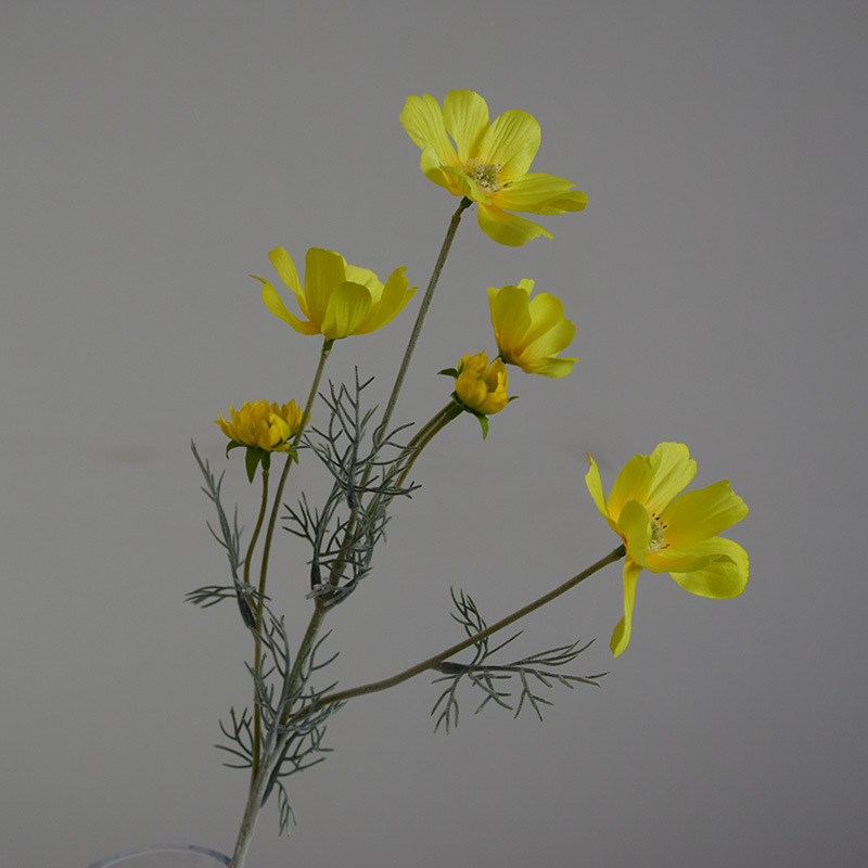 Jaune