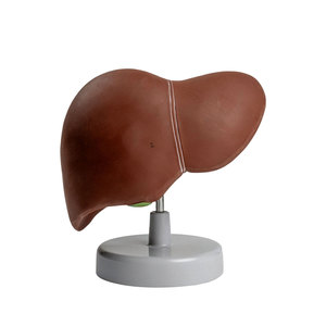 Modelo de Anatomía del Hígado Humano DARHMMY, Tamaño Real, PVC, para Enseñanza Médica, Entrenamiento de Doctores y Educación Hospitalaria - Product Image 1