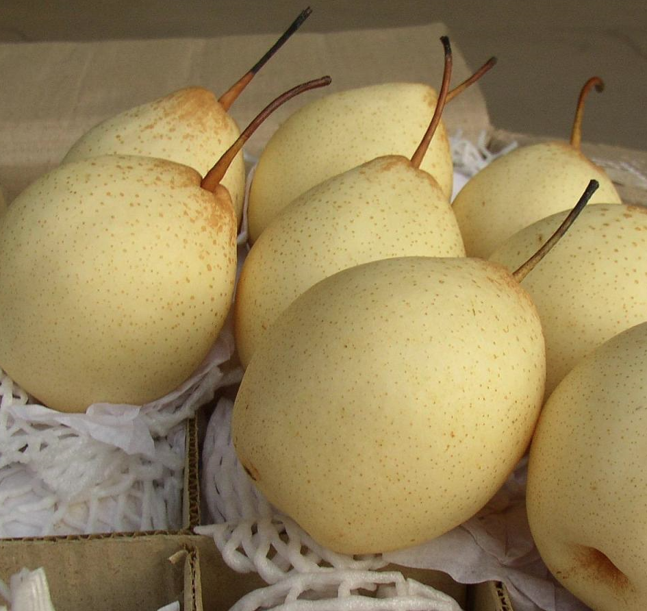 Fresh Fruit Pears Sweet Su Pears Wholesale Fresh Golden Pear Fruits Exportable Available