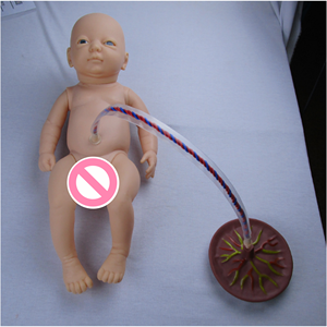แบบจำลองการดูแลสายสะดือทารกแรกเกิดทำจากพลาสติกทนทาน สำหรับฝึกอบรมพยาบาลหลังคลอดด้านวิทยาศาสตร์การแพทย์ - Product Image 2