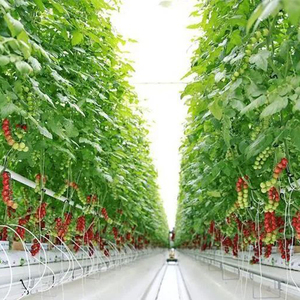 Proveedor profesional Dimmable Full Spectrum 1/2/3/4 Bar 100W/BAR Interior Plant <span class=keywords><strong>Interlight</strong></span> Led Grow Light - Product Image 5