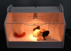 Bán Hot Gia Cầm Gà <span class=keywords><strong>Brooder</strong></span>, Gà <span class=keywords><strong>Brooder</strong></span> Để Bán, Trứng Nở Máy - Product Image 6