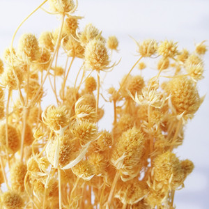 Fleurs séchées en gros d'Éryngium <span class=keywords><strong>foetidum</strong></span> (Eryngo) préservées, 70-80 cm, pour la Saint-Valentin et la décoration de mariage, 100g/paquet, couleurs personnalisées - Product Image 6