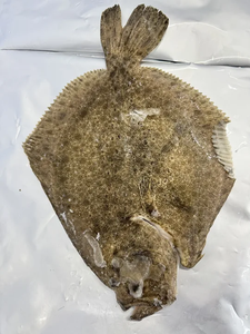 <span class=keywords><strong>Pescado</strong></span> <span class=keywords><strong>Turbot</strong></span> Entero Congelado de Primera Calidad para Venta al por Mayor y Distribución de Mariscos - Product Image 2