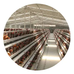 Capacity 96 / 120 /128 / 160 / 200 / 250 Layer Chicken Cage In Philippines Poultry Farming