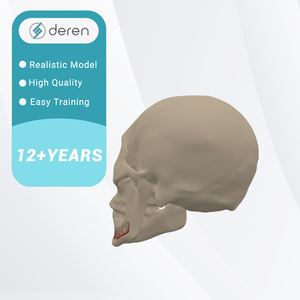 Modelo de Cráneo de Tamaño Real con Mandíbula, Vasos Sanguíneos y Nervios, Herramienta de Anatomía Médica para Entrenamiento Científico - Product Image 6