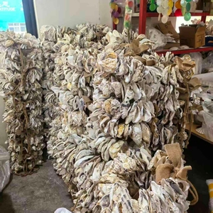 Coquilles d'huîtres naturelles à bord doré de qualité export |   Coquilles à bords dorés nettoyées et polies pour l'approvisionnement professionnel B2B - Product Image 5